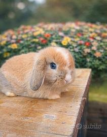 Conigli nani Minilop