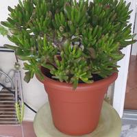 CRASSULA OVATA - ALBERO DI GIADA