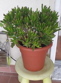 CRASSULA OVATA - ALBERO DI GIADA