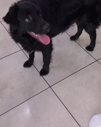 Cucciolo Meticcio Foggia Gratis