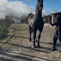 Stallone perscheron 2 metri garrese