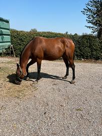 Cavalla trotter