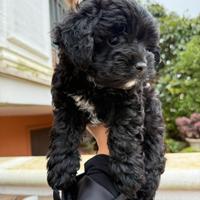 Principessa di maltipoo nera