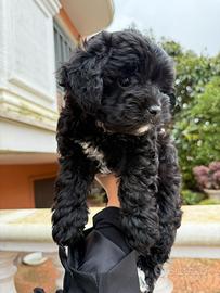 Principessa di maltipoo nera