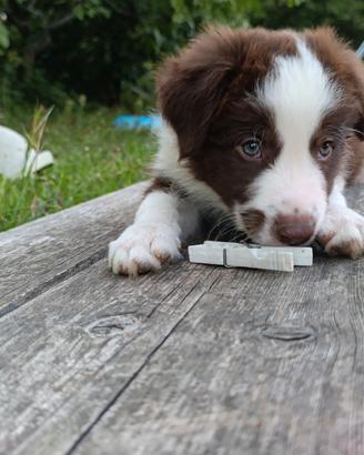 Cuccioli di Border collie