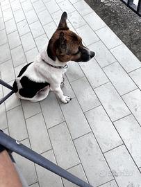 Simil jack russell di 6 anni