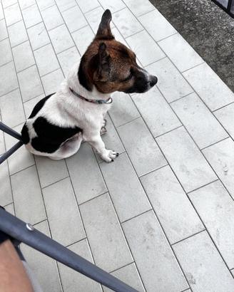 Simil jack russell di 6 anni