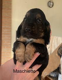 Cocker spaniel inglese con Pedigree ENCI