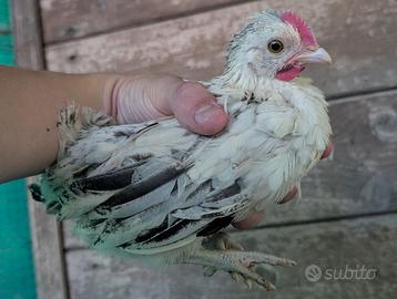Coppia di galline nane