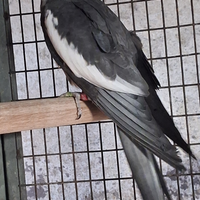 Calopsita