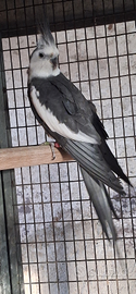 Calopsita