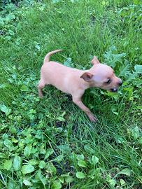 Pinscher zwergpinscher