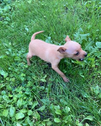 Pinscher zwergpinscher