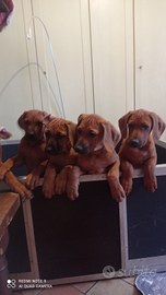 Cuccioli Rhodesian Ridgeback