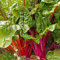 Terreno 4440 mq vicinanze S.S.16 Bari-Torre a mare