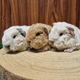 Cavia di razza merino pedigree