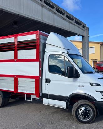 Iveco Daily 35c13 trasporto animali vivi patente B