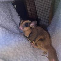 Colonia petauro dello zucchero