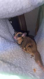 Colonia petauro dello zucchero