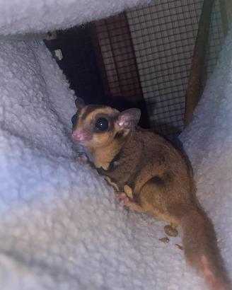 Colonia petauro dello zucchero