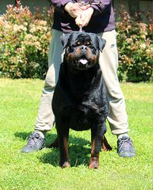 Cuccioli rottweiler alta genealogia