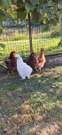Gallo Moroseta 5.5 messi