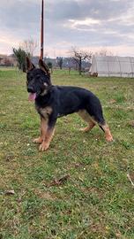 Cuccioli Pastore Tedesco