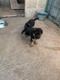 Cuccioli pastore tedesco
