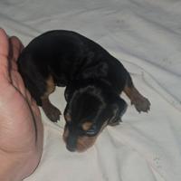 Bassotto kaninchen maschio