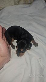 Bassotto kaninchen maschio