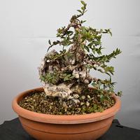 Bonsai di Mirto