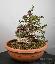 Bonsai di Mirto