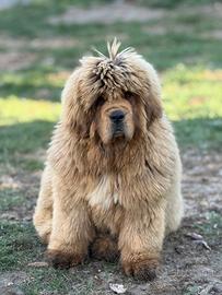 Mastino Tibetano