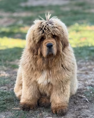 Mastino Tibetano