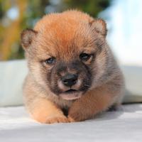 Shiba Inu maschio rosso