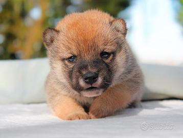 Shiba Inu maschio rosso