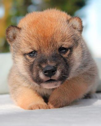 Shiba Inu maschio rosso