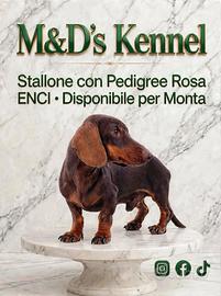 Bassotto stallone con pedigree rosa