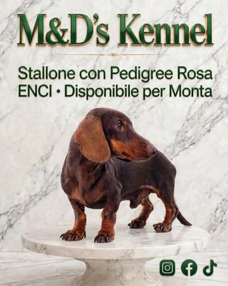 Bassotto stallone con pedigree rosa