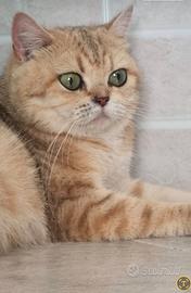 British shorthair golden