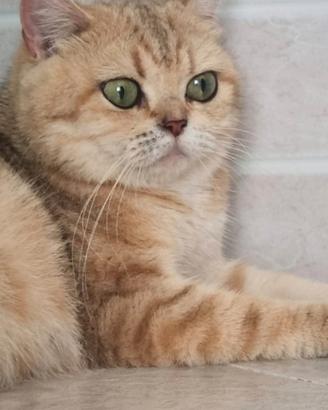 British shorthair golden