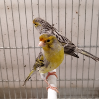 Canarini agata giallo mosaico