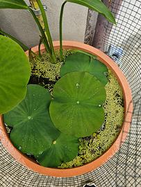 Fiore di Loto - Nelumbo Nucifera e Nelumbo Siskin