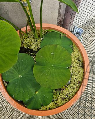 Fiore di Loto - Nelumbo Nucifera e Nelumbo Siskin