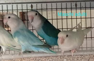 Inseparabili maschi