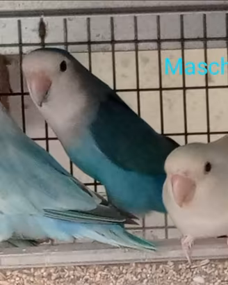 Inseparabili maschi