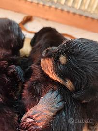 Rottweiler