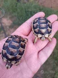 Tartarughe