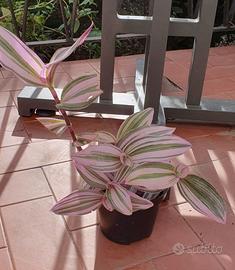 pianta tradescantia Nanouk