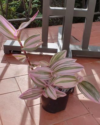 pianta tradescantia Nanouk